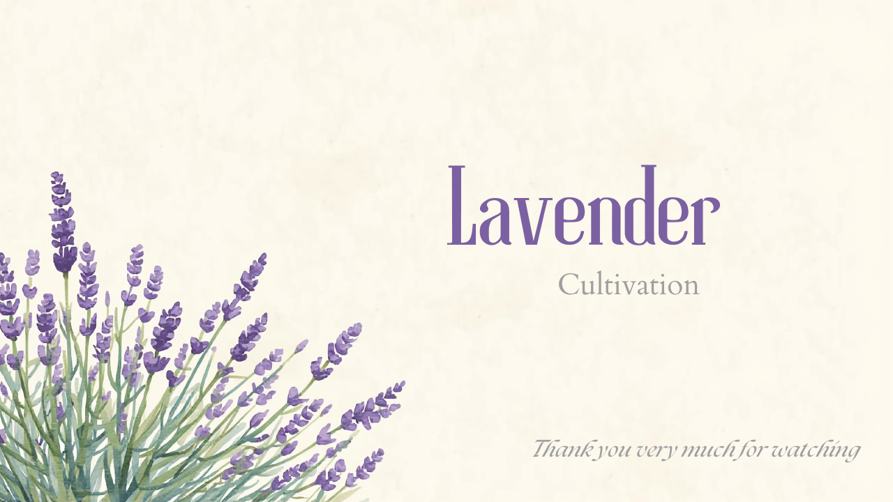 ラベンダー